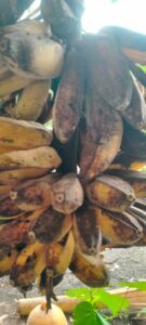 WhatsApp Image 2025 04 10 at 14.37.42