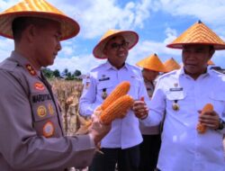 300 Hektar Lahan Jagung Telah Dipanen, Bupati Nata: Kepahiang Sudah Lampaui Target