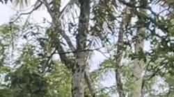 Beruang Hitam Bertengger Nyaman Diatas Pohon