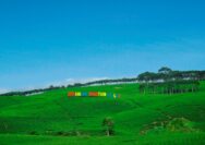 Kabun Teh Kabawetan di Kabupaten Kepahiang Provinsi Bengkulu