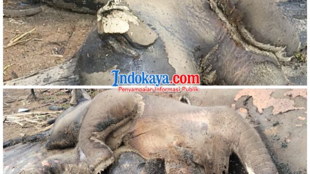 “Induk dan Anak Gajah Tewas di Dalam Konsesi, Krisis Hutan Bengkulu Makin Nyata”