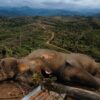Gajah Sumatera Berguguran, Hutan Seblat Dibabat: Genesis Desak Izin PT BAT dan PT API Dicabut! 2 IMG 20260508 WA0076