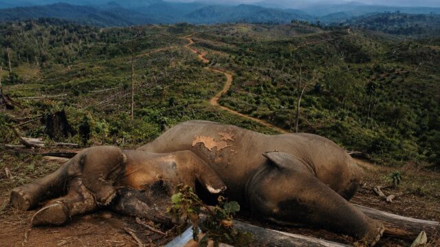 Gajah Sumatera Berguguran, Hutan Seblat Dibabat: Genesis Desak Izin PT BAT dan PT API Dicabut!