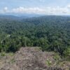 Genesis Temukan 19 Titik Deforestasi di Bentang Alam Seblat, 77,40 Hektare Hutan Diduga Terbuka 2 817d656e 6b3b 4caa 94d7 02223c5091c7