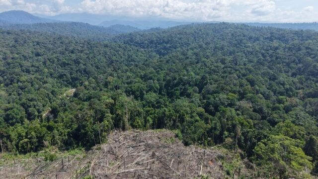 Genesis Temukan 19 Titik Deforestasi di Bentang Alam Seblat, 77,40 Hektare Hutan Diduga Terbuka